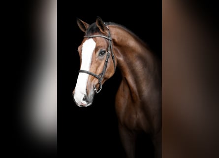 Niemiecki koń sportowy, Wałach, 9 lat, 183 cm, Gniada