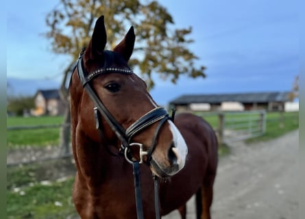 Niemiecki koń wierzchowy, Klacz, 10 lat, 158 cm, Gniada