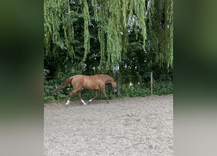 Niemiecki koń wierzchowy, Klacz, 11 lat, 160 cm, Kasztanowata