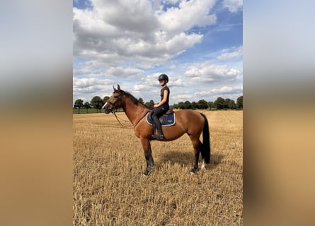 Niemiecki koń wierzchowy, Klacz, 12 lat, 160 cm, Gniada