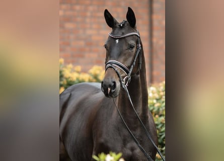 Niemiecki koń wierzchowy, Klacz, 12 lat, 164 cm, Ciemnogniada
