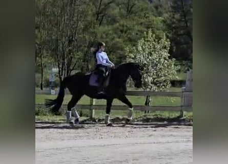Niemiecki koń wierzchowy, Klacz, 12 lat, 175 cm, Kara