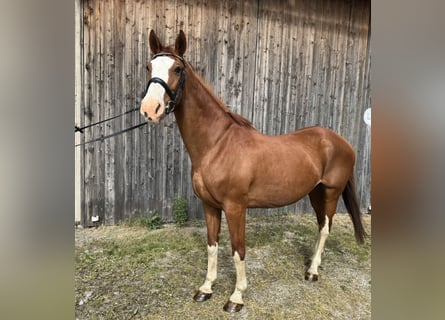 Niemiecki koń wierzchowy, Klacz, 14 lat, 162 cm, Kasztanowata