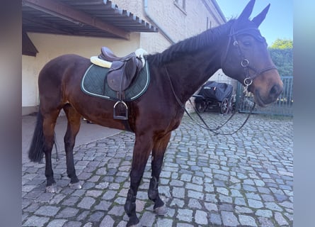 Niemiecki koń wierzchowy, Klacz, 16 lat, 167 cm, Gniada