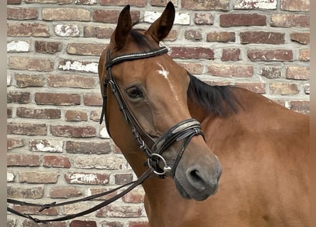 Niemiecki koń wierzchowy, Klacz, 17 lat, 168 cm, Gniada