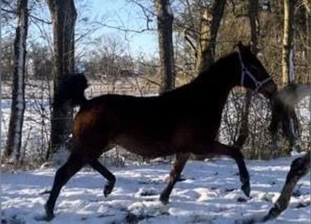 Niemiecki koń wierzchowy, Klacz, 2 lat, 170 cm, Gniada