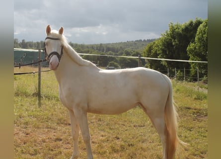 Niemiecki koń wierzchowy, Klacz, 3 lat, 155 cm, Cremello