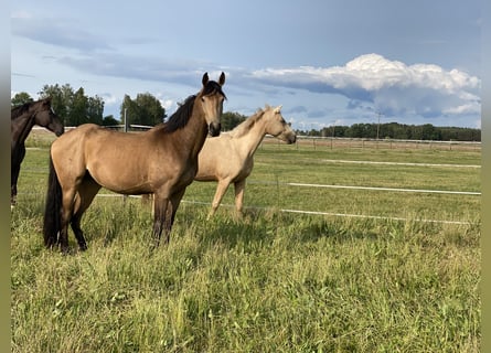 Niemiecki koń wierzchowy, Klacz, 3 lat, 166 cm, Jelenia