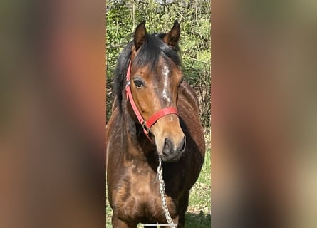Niemiecki koń wierzchowy, Klacz, 4 lat, 131 cm, Gniada