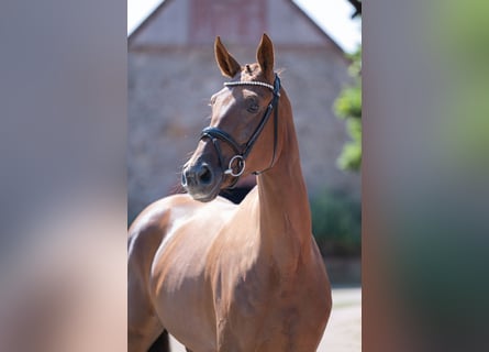 Niemiecki koń wierzchowy, Klacz, 4 lat, 169 cm, Ciemnokasztanowata