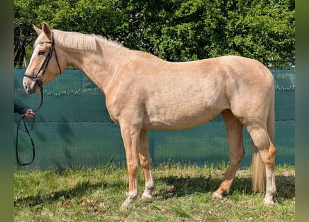 Niemiecki koń wierzchowy, Klacz, 4 lat, 169 cm, Izabelowata