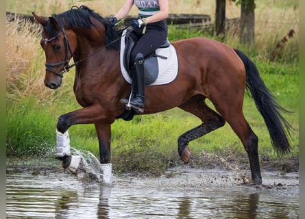 Niemiecki koń wierzchowy, Klacz, 4 lat, 170 cm, Gniada
