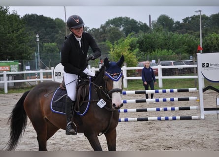 Niemiecki koń wierzchowy, Klacz, 5 lat, 162 cm, Ciemnogniada