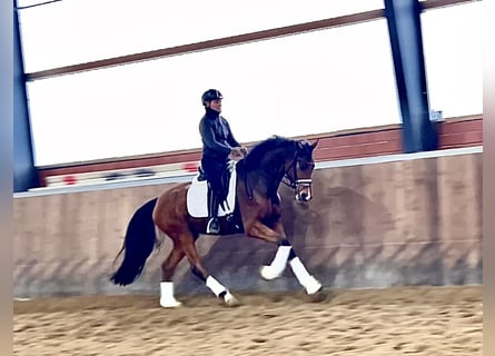 Niemiecki koń wierzchowy, Klacz, 5 lat, 165 cm, Gniada