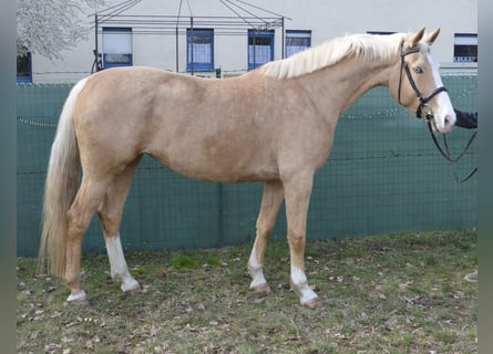 Niemiecki koń wierzchowy, Klacz, 5 lat, 168 cm, Izabelowata
