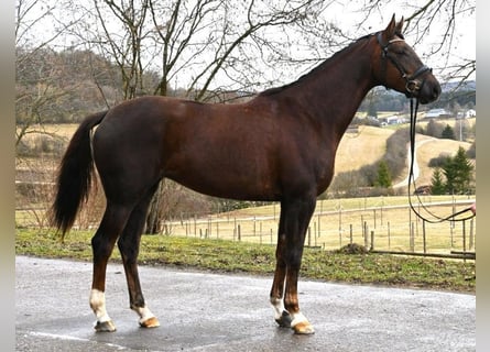 Niemiecki koń wierzchowy, Klacz, 5 lat, 170 cm, Ciemnokasztanowata