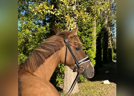 Niemiecki koń wierzchowy, Klacz, 6 lat, 147 cm, Kasztanowata