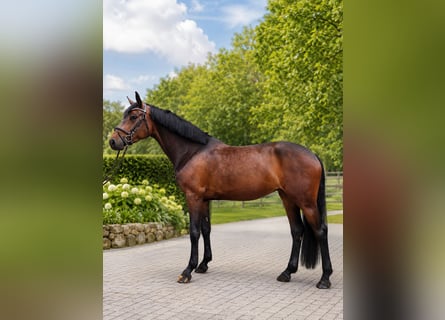 Niemiecki koń wierzchowy, Klacz, 6 lat, 165 cm, Ciemnogniada