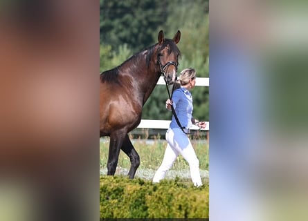 Niemiecki koń wierzchowy, Klacz, 8 lat, 167 cm, Gniada