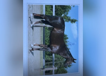 Niemiecki koń wierzchowy, Klacz, 8 lat, 171 cm, Ciemnokasztanowata