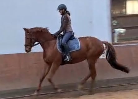 Niemiecki koń wierzchowy, Klacz, 9 lat, 165 cm, Kasztanowata