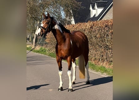 Niemiecki koń wierzchowy, Klacz, 9 lat, 165 cm, Srokata
