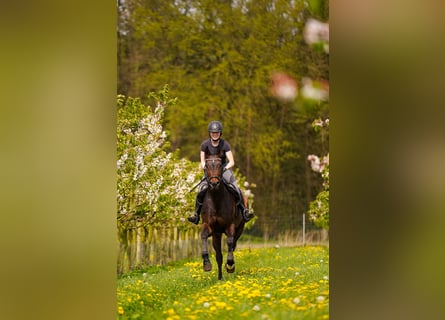 Niemiecki koń wierzchowy, Klacz, 9 lat, 169 cm, Ciemnogniada