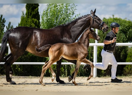 Niemiecki koń wierzchowy, Klacz, Źrebak (05/2026), 170 cm, Kara