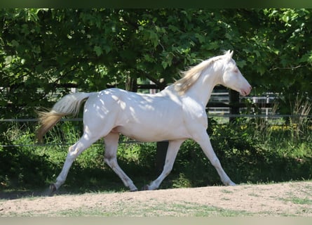 Niemiecki koń wierzchowy, Ogier, 16 lat, 162 cm, Cremello