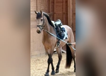 Niemiecki koń wierzchowy, Ogier, 3 lat, 169 cm, Jelenia