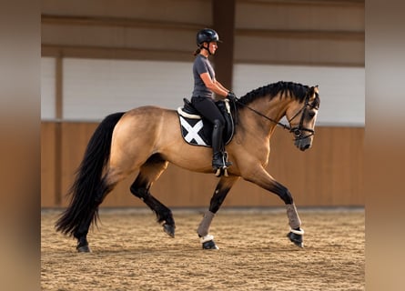 Niemiecki koń wierzchowy, Ogier, 3 lat, 169 cm, Jelenia