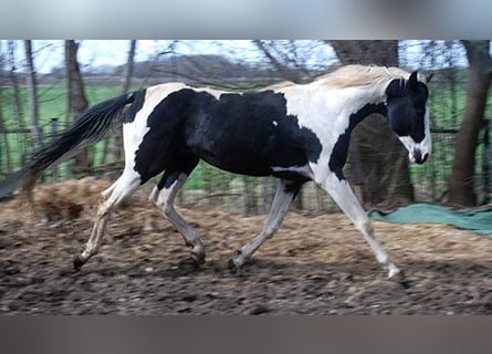 Niemiecki koń wierzchowy, Ogier, 3 lat, 170 cm, Srokata