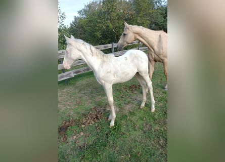 Niemiecki koń wierzchowy, Ogier, Źrebak (04/2026), 168 cm, Cremello