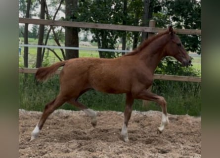 Niemiecki koń wierzchowy, Ogier, Źrebak (04/2025), 172 cm, Ciemnokasztanowata
