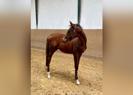 Niemiecki koń wierzchowy, Ogier, Źrebak (05/2025), Gniada