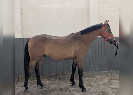 Niemiecki koń wierzchowy, Wałach, 3 lat, 169 cm, Jelenia