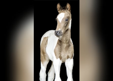 Niemiecki koń wierzchowy, Wałach, 3 lat, 170 cm, Srokata