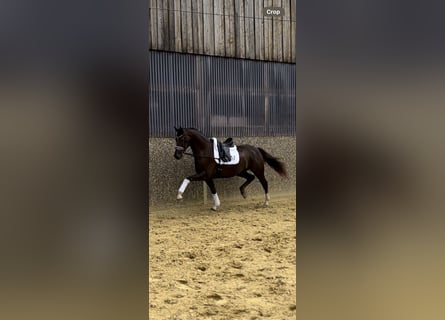 Niemiecki koń wierzchowy, Wałach, 3 lat, 172 cm, Ciemnokasztanowata
