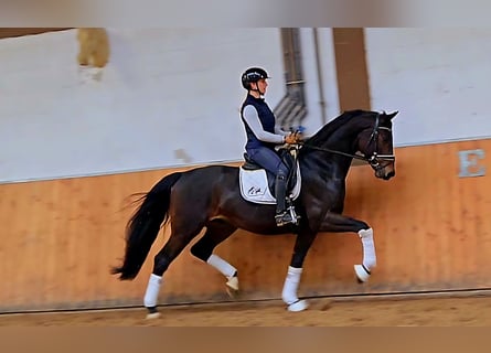 Niemiecki koń wierzchowy, Wałach, 4 lat, 170 cm, Gniada