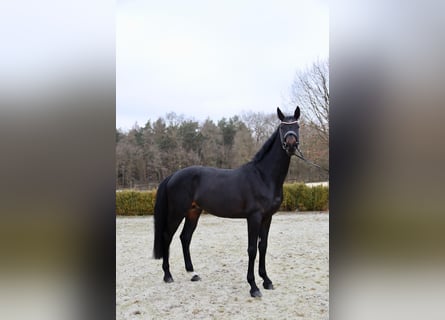 Niemiecki koń wierzchowy, Wałach, 5 lat, 178 cm, Skarogniada