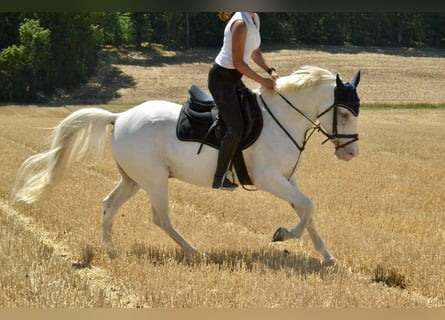 Niemiecki koń wierzchowy Mix, Wałach, 9 lat, 155 cm, Siwa