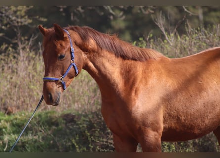 Niemiecki koń wierzchowy, Wałach, 5 lat, 170 cm, Kasztanowata