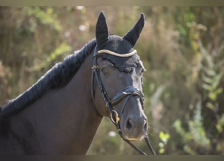 Niemiecki koń wierzchowy, Wałach, 8 lat, 173 cm, Kara
