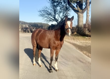 Niemiecki kuc wierzchowy, Klacz, 11 lat, 146 cm, Gniada