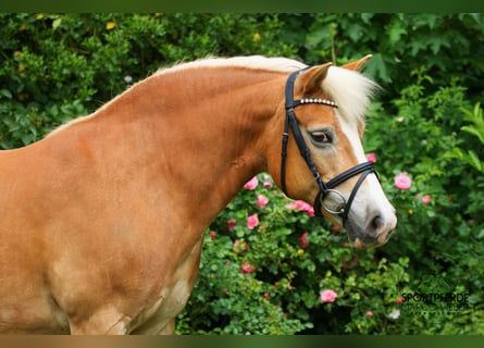 Niemiecki kuc wierzchowy, Klacz, 13 lat, 140 cm, Izabelowata