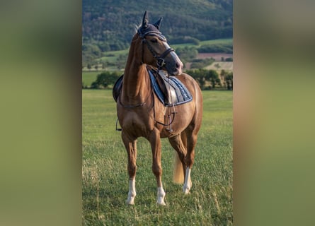 Niemiecki kuc wierzchowy Mix, Klacz, 13 lat, 147 cm, Kasztanowata