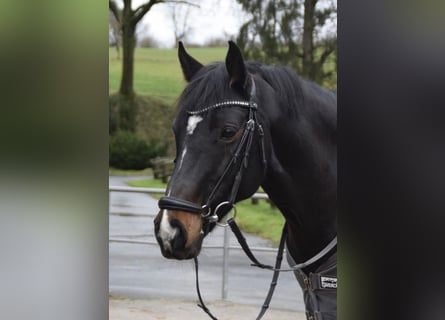 Niemiecki kuc wierzchowy, Klacz, 13 lat, 150 cm, Ciemnogniada