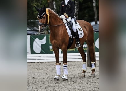 Niemiecki kuc wierzchowy, Klacz, 14 lat, 148 cm, Kasztanowata
