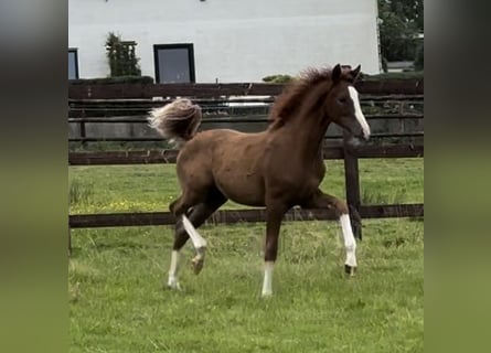 Niemiecki kuc wierzchowy, Klacz, 1 Rok, 139 cm, Kasztanowata