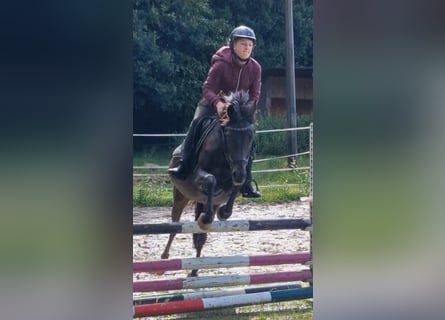 Niemiecki kuc wierzchowy, Klacz, 20 lat, 145 cm, Ciemnogniada